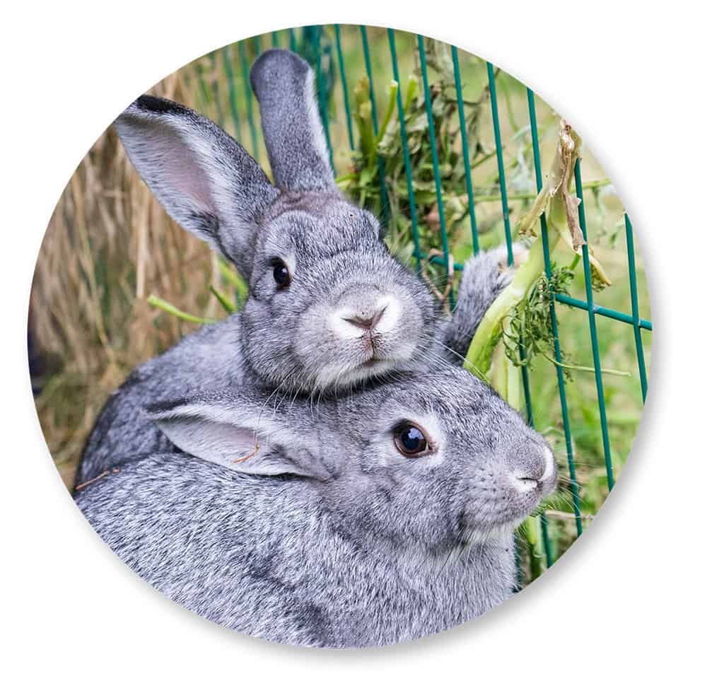 Two small gray rabbits