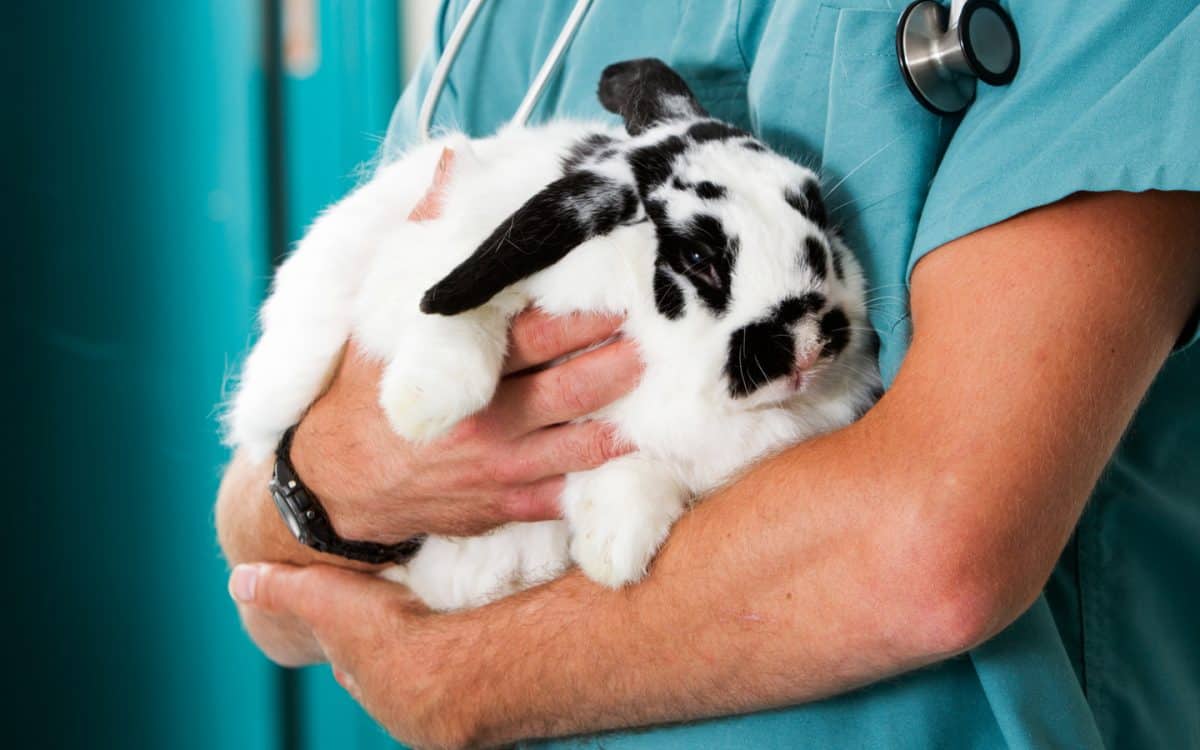 Why Do We Recommend Neutering Bunnies The Littlest Lives Rescue